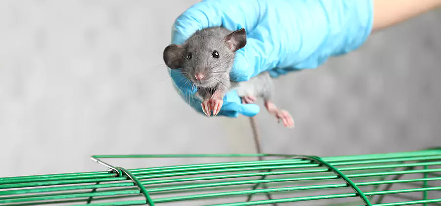 Humane Rat Trapping in Annandale