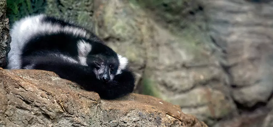 Humane Skunk Removal in Annandale
