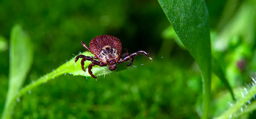 Tick Prevention for Yard in Annandale