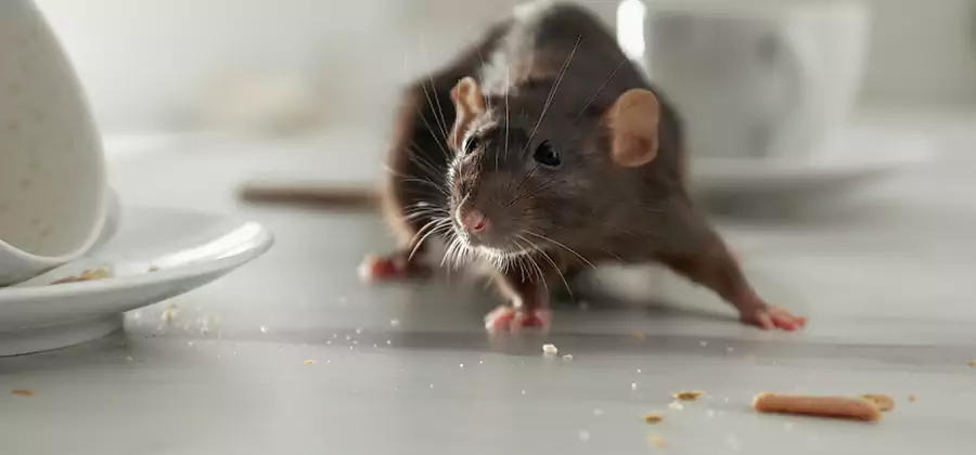 Rodent Feces Removal in Annandale