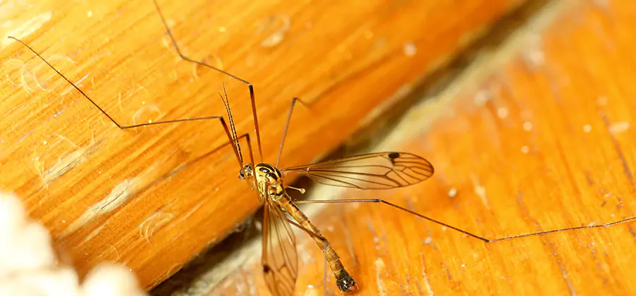 Exterior Mosquito Control in Annandale