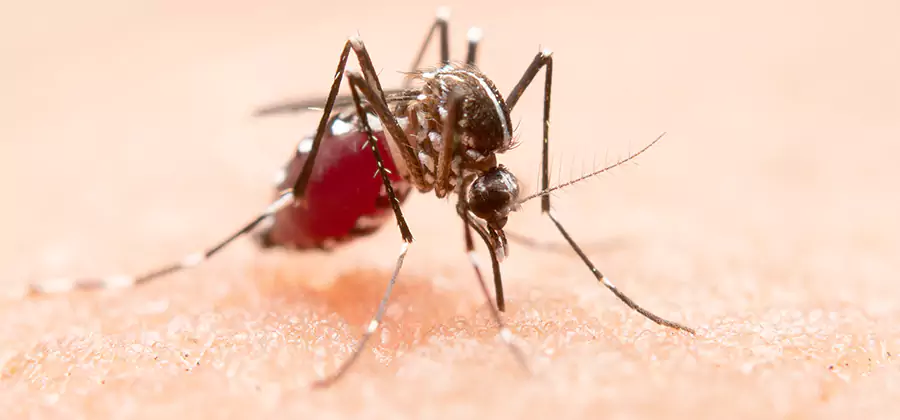 Indoor Mosquito Killer and Interior Control in Annandale