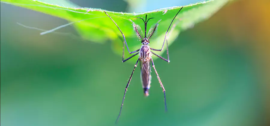 Pest and Mosquito Control for Yard and Patio in Annandale