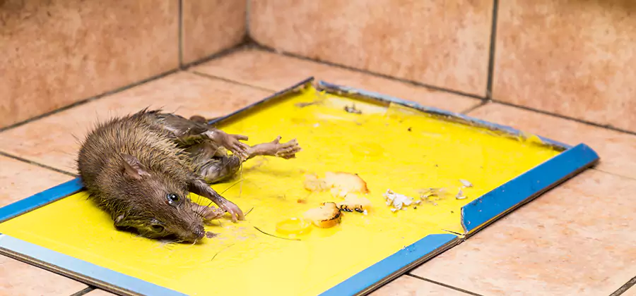 Mouse and Rat Control in Annandale