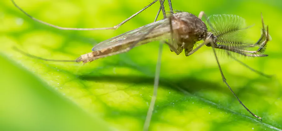 Herbal Mosquito Repellent Treatment in Annandale