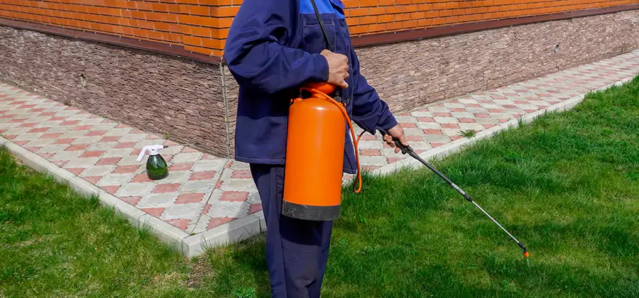 Non Toxic Termite Treatment in Annandale