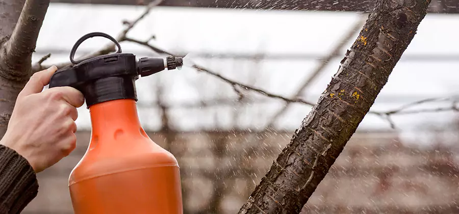 Orange Oil Structural Cavity Treatment in Annandale