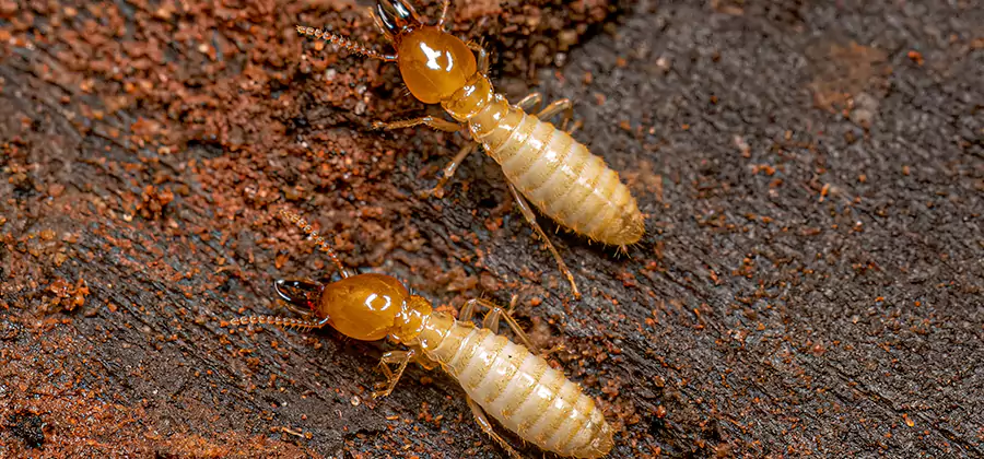 Natural Ant Hill Killer Treatment in Annandale
