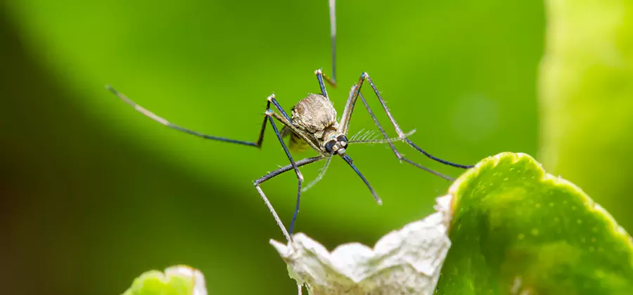 Natural Outdoor Mosquito Repellent in Annandale