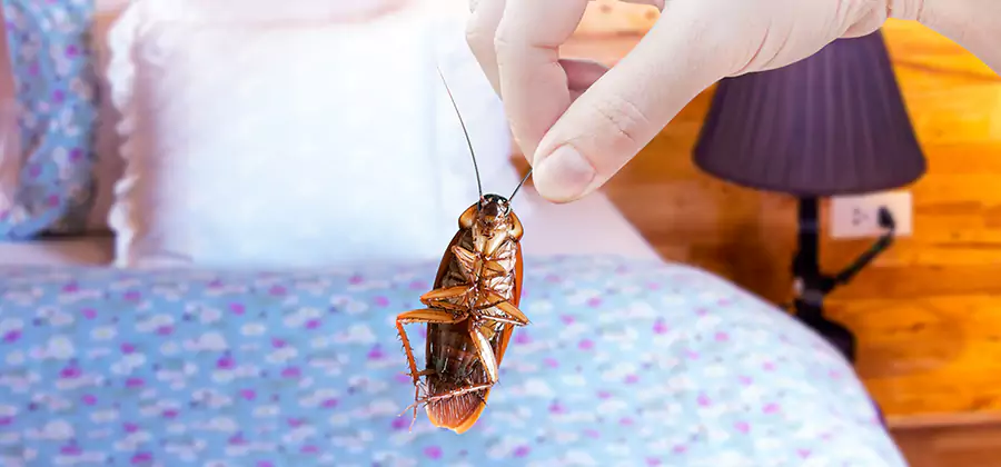 Bed Bug Inspection in Annandale