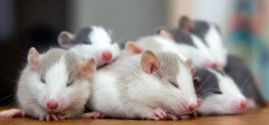 Rat Infestation Exclusion Service in Annandale