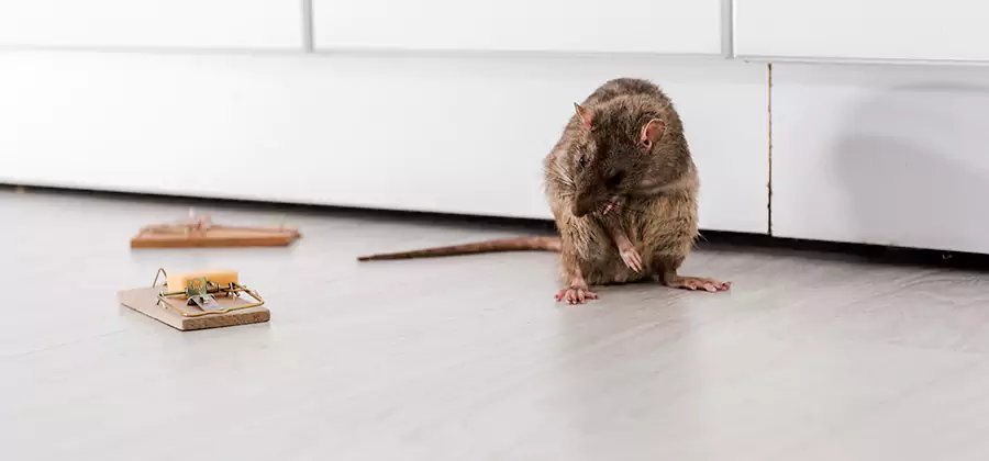 Rat Baiting Removal Service in Annandale