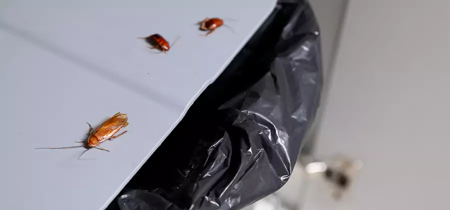 German Roach Pest Control in Annandale