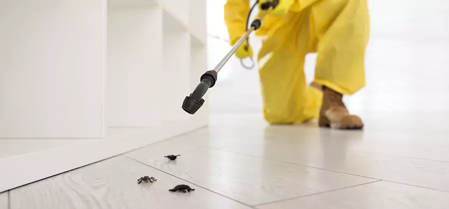 Roach and Bed Bug Exterminator in Annandale