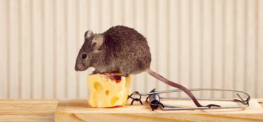 Commercial Rodent Exclusion Services in Annandale