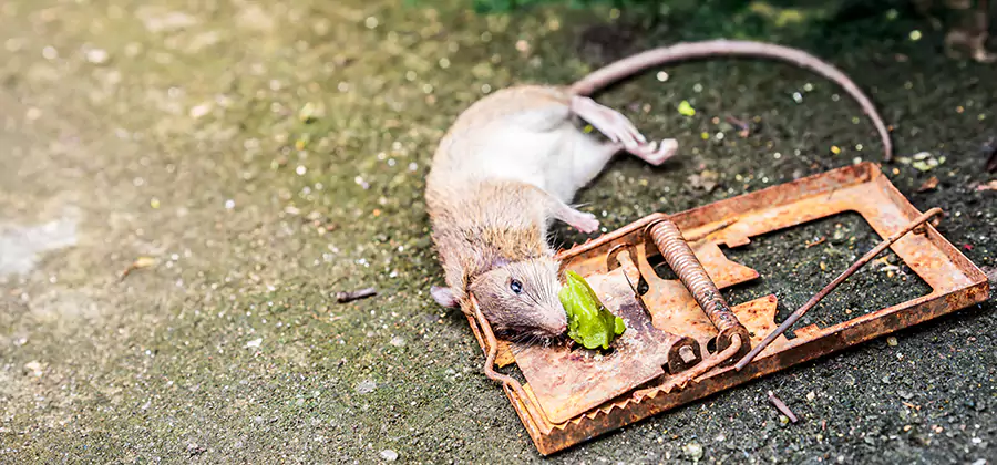 Rat Trapping in Annandale