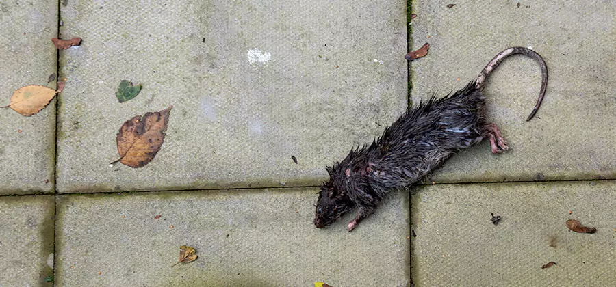 Rodent inspection service in Annandale
