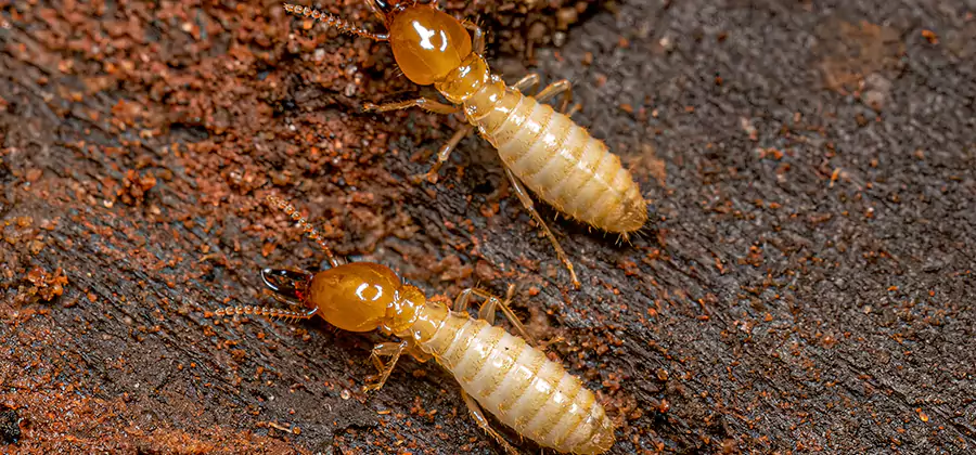 Sentricon Residential Termite Control in Annandale