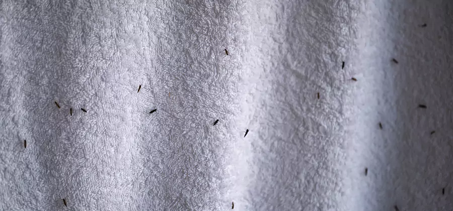 Small Black Ants in Bathroom Treatment in Annandale