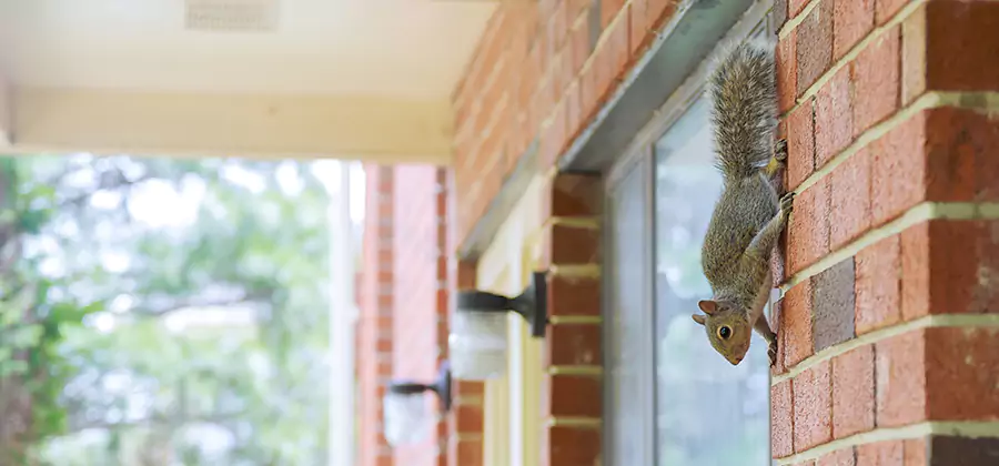 Squirrel Inside Walls Removal in Annandale