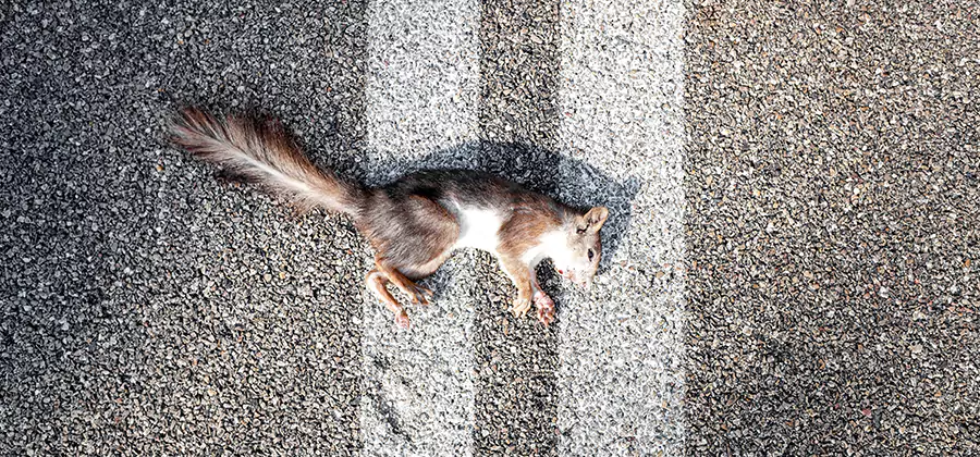 Dead Squirrel Removal in Annandale