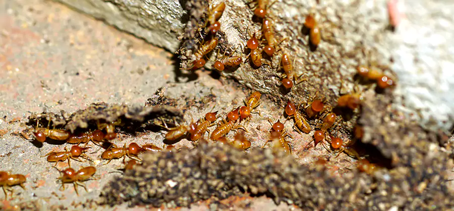 Wood Treatment and Localized Termite Solutions in Annandale