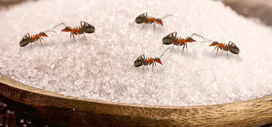 Indoor Sugar Ant Treatment in Annandale