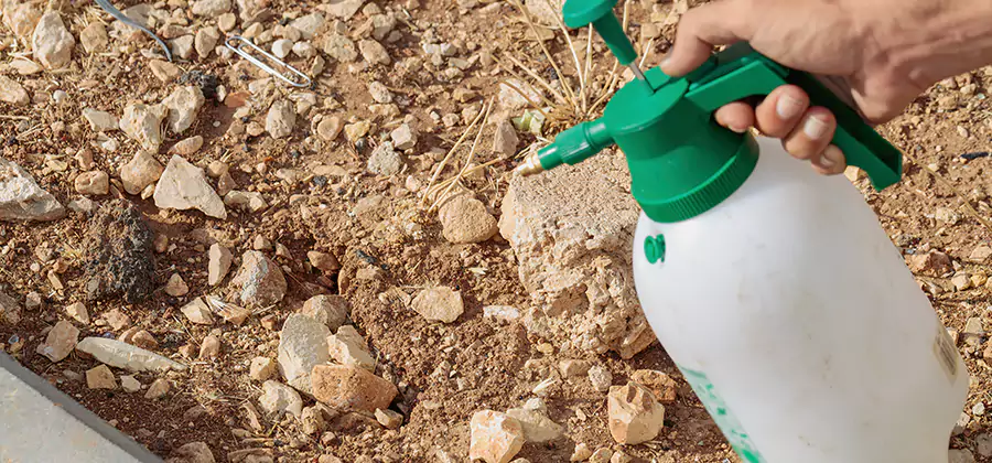 Heat Treatment Termite Cost in Annandale