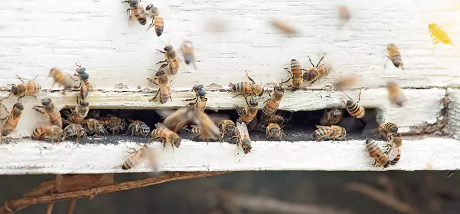 Residential Termite Fumigation in Annandale