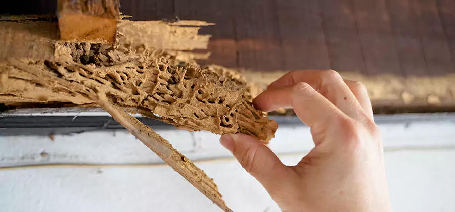 Pre-Purchase Termite Inspection in Annandale