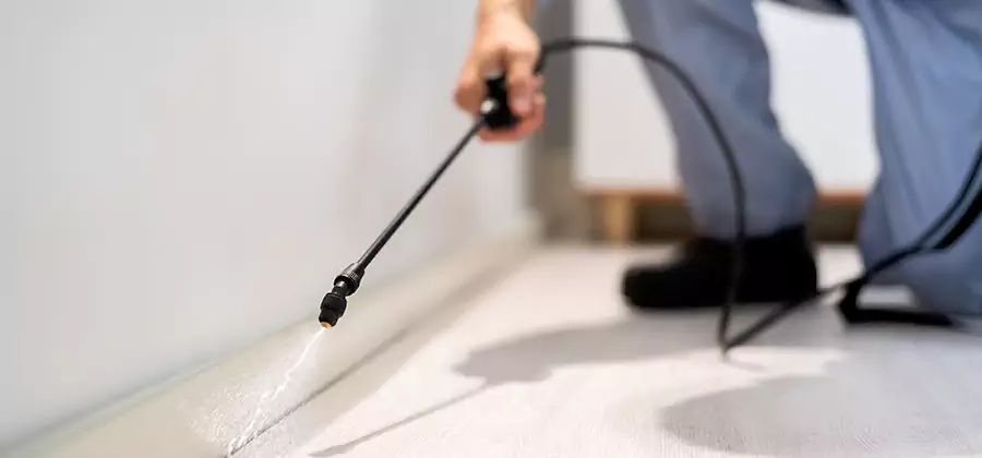 Direct Termite Injection Treatment in Annandale