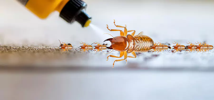 Foundation Termite Spraying Control in Annandale