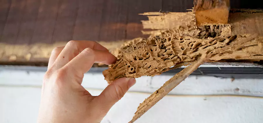 Pre-Construction Termite Treatment in Annandale