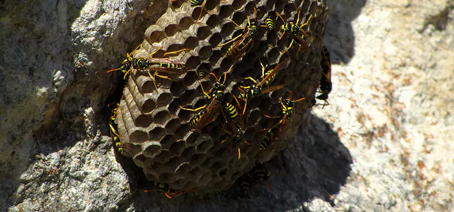 Wasp Nest in Tree Removal Annandale