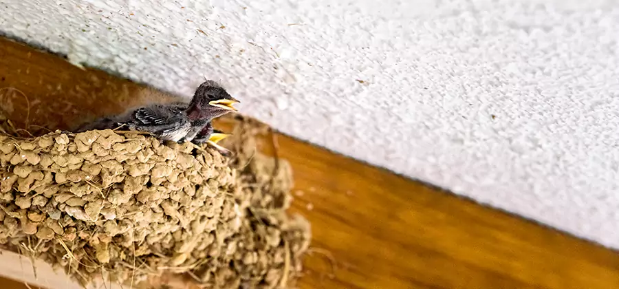 Bird Removal From House in Annandale