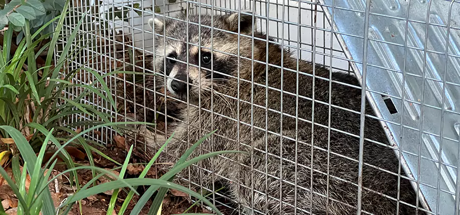Wildlife Relocation Services in Annandale