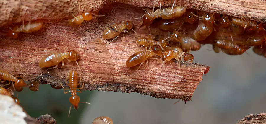 Wood Preservation Termite Treatment in Annandale