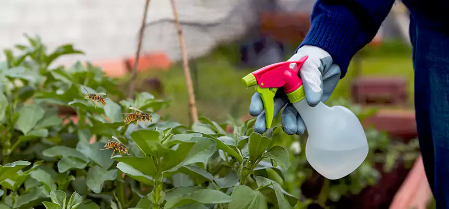Yellow Jacket Pest Removal for Commercial Properties in Annandale