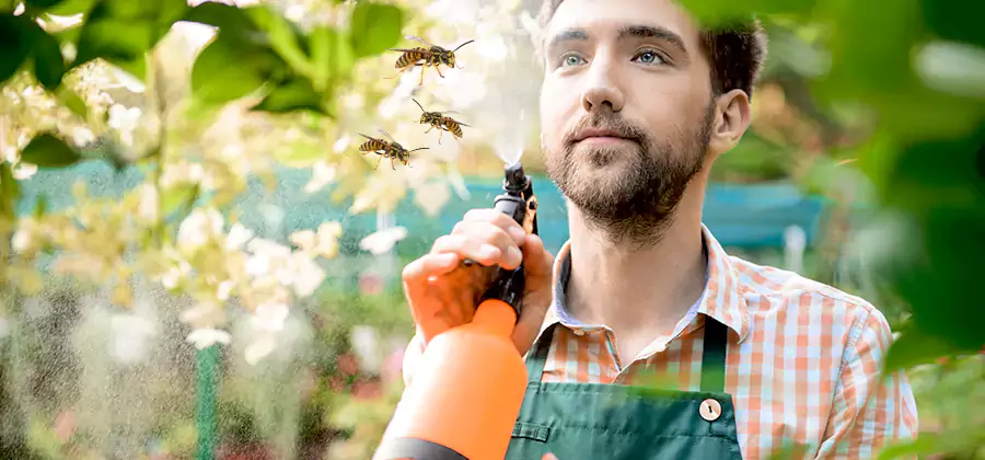 Yellow Jacket Wasp Removal in Annandale