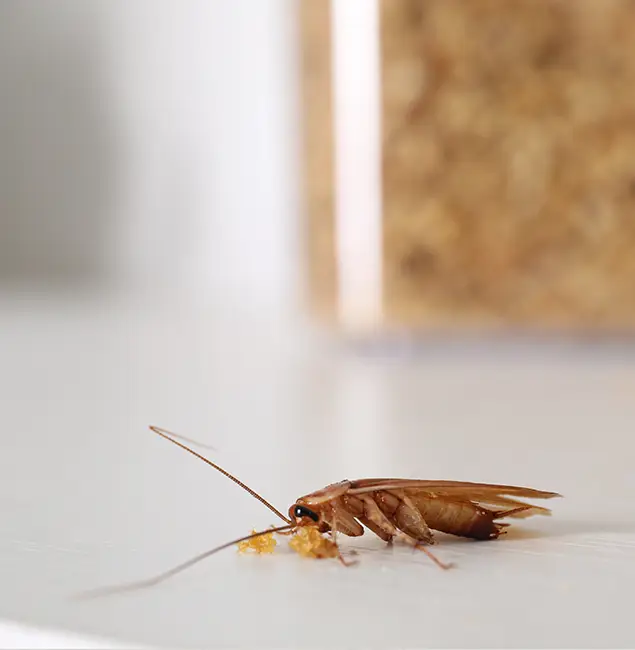Why Annandale Pest Control Pro Stands Out in Annandale, VA?