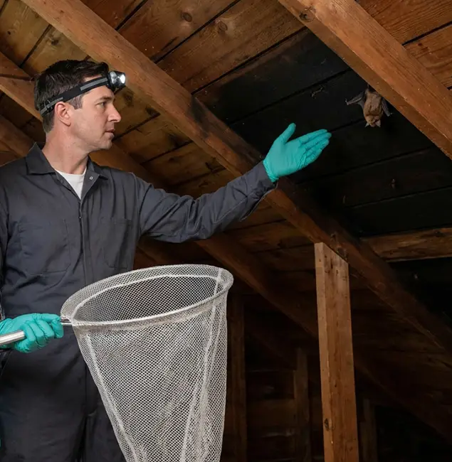 Why Annandale Pest Control Pro Is the Right Choice in Annandale, VA?