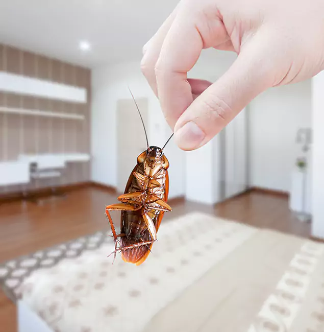 Why Annandale Pest Control Pro Stand Out for Bed Bug Fumigation in Annandale, VA?