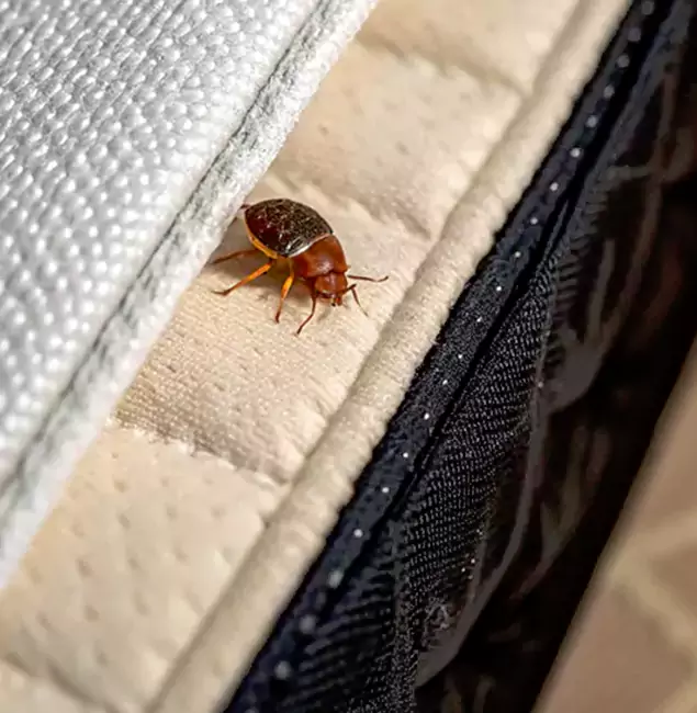 Why Choose Annandale Pest Control Pro for Bed Bug Treatment at Home in Annandale, VA?