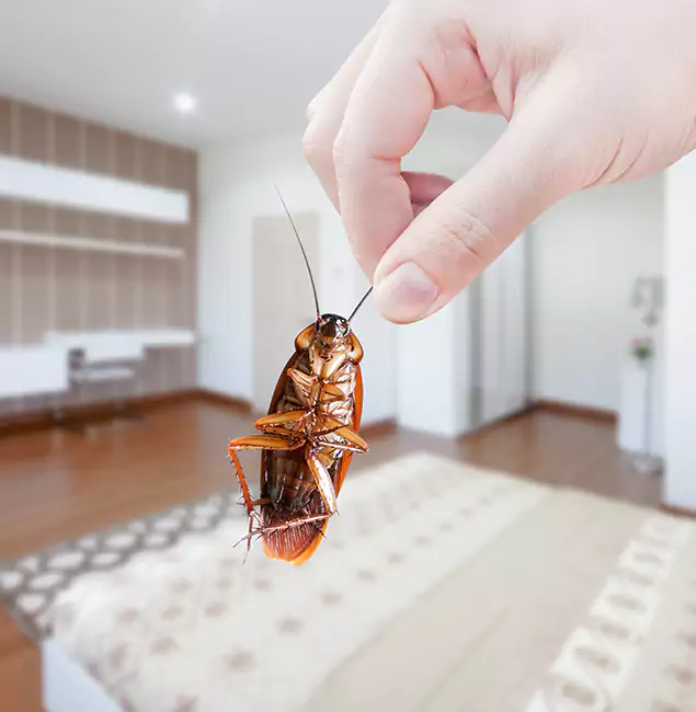 Why Annandale Pest Control Pro Stand Out For Bed Bug Inspection in Annandale, VA?