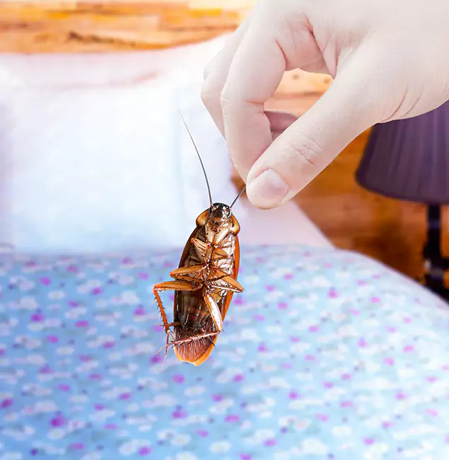 Why Choose Annandale Pest Control Pro for Bed Bug Treatment in Annandale, VA?
