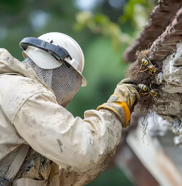 Why Annandale Property Owners Choose Annandale Pest Control Pro for Bee Exterminator?