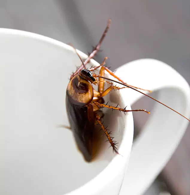 Why Annandale, VA Residents Trust Annandale Pest Control Pro for Cockroach Fumigation?