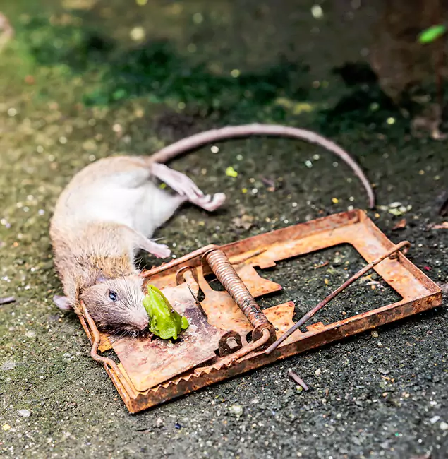 Why Annandale, VA Homeowners Trust Annandale Pest Control Pro for Rodent Removal?