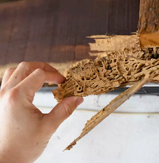Why Choose Annandale Pest Control Pro in Annandale, VA?