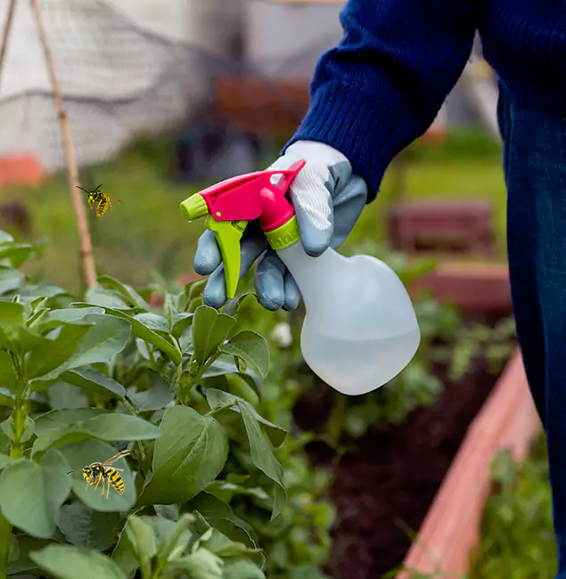 Why Annandale Homeowners Choose Annandale Pest Control Pro for Honey Bee Removal?